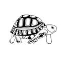 sea Ã¢â¬â¹Ã¢â¬â¹turtle white background black ink